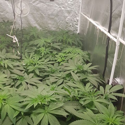 Mix growlog timeline photo