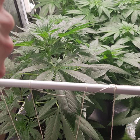 Mix growlog timeline photo