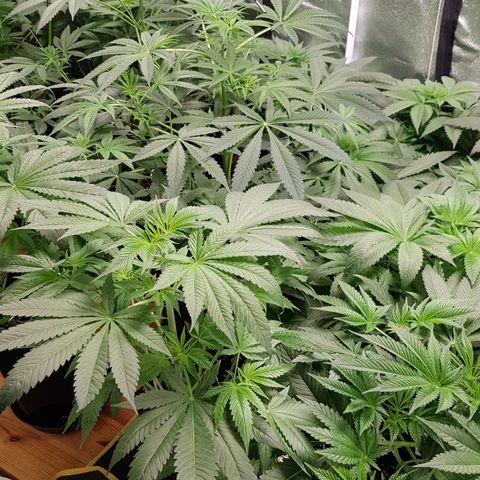 Mix growlog timeline photo