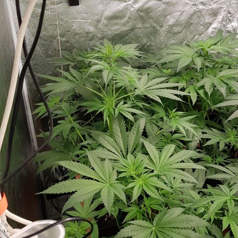 Mix growlog timeline photo