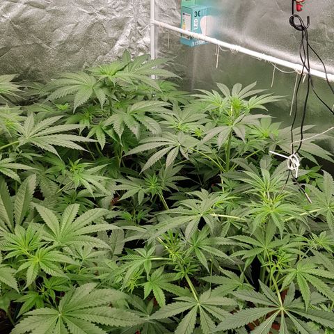 Mix growlog timeline photo