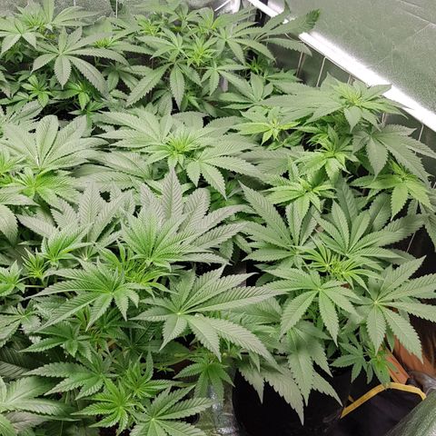 Mix growlog timeline photo