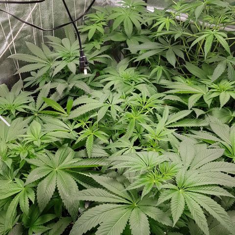 Mix growlog timeline photo