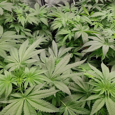 Mix growlog timeline photo