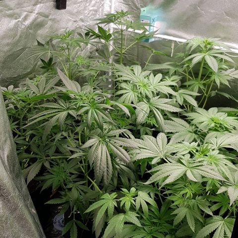 Mix growlog timeline photo