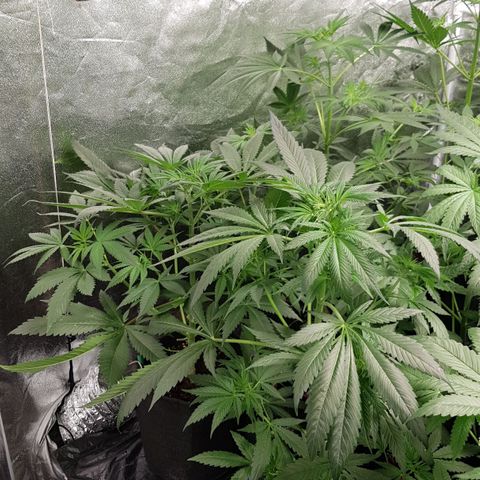 Mix growlog timeline photo