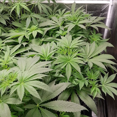 Mix growlog timeline photo