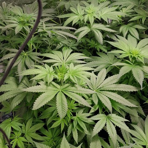 Mix growlog timeline photo