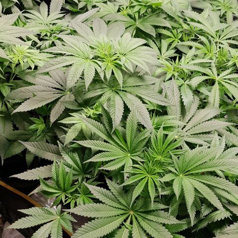 Mix growlog timeline photo