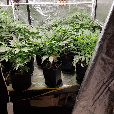 Mix growlog timeline photo