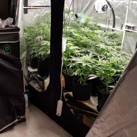 Mix growlog timeline photo