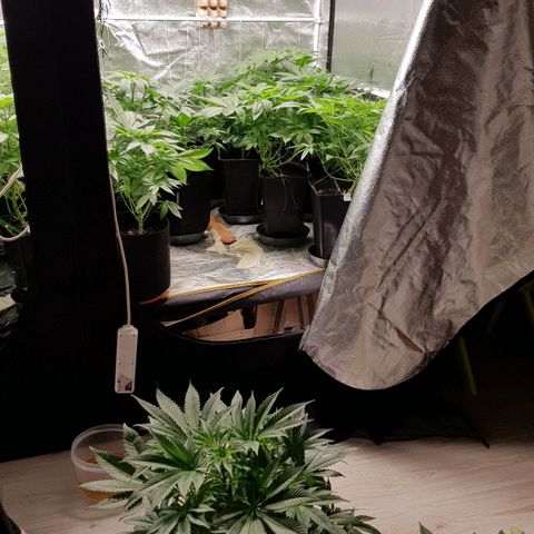 Mix growlog timeline photo
