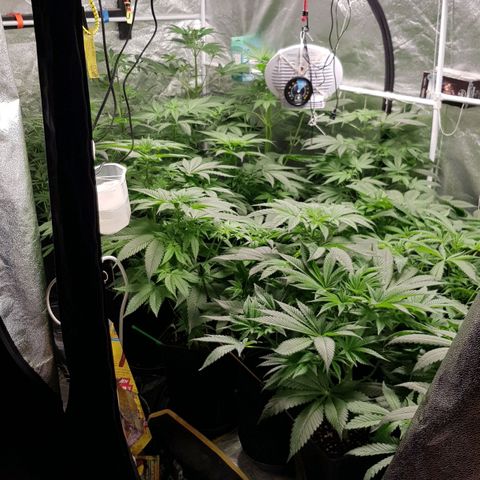 Mix growlog timeline photo