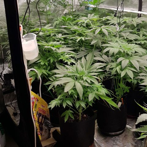 Mix growlog timeline photo
