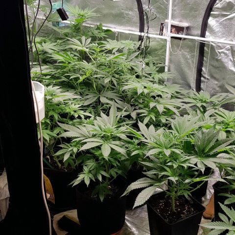 Mix growlog timeline photo
