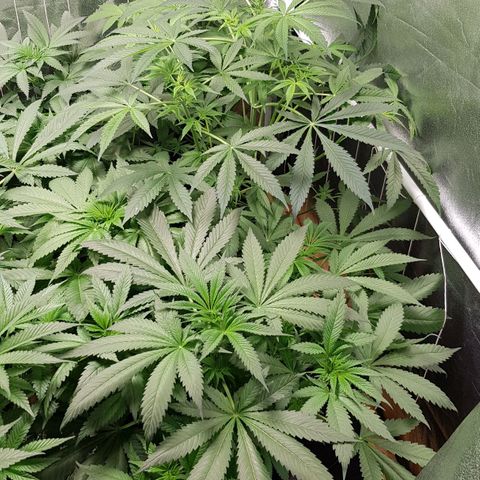 Mix growlog timeline photo