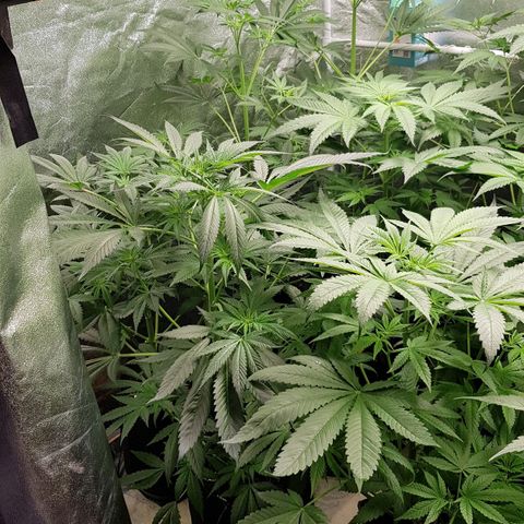 Mix growlog timeline photo