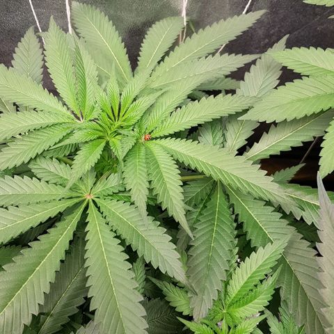 Mix growlog timeline photo