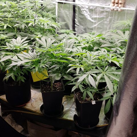 Mix growlog timeline photo