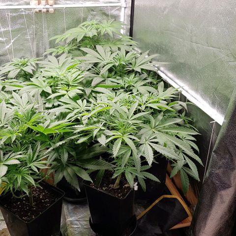 Mix growlog timeline photo