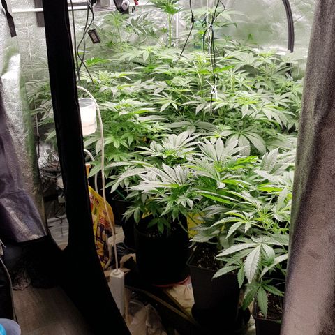 Mix growlog timeline photo