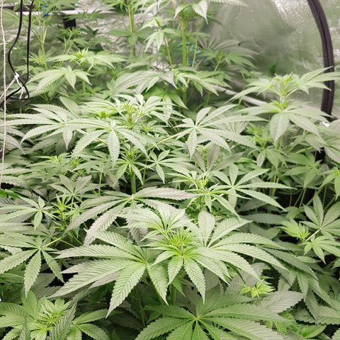 Mix growlog timeline photo