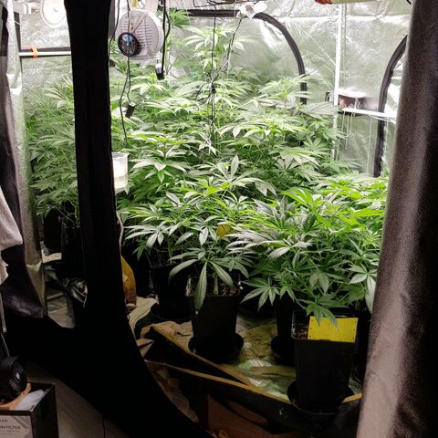 Mix growlog timeline photo