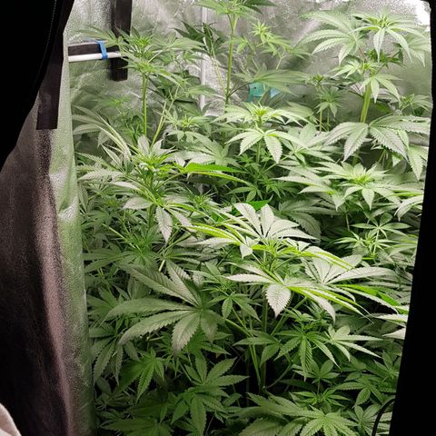Mix growlog timeline photo