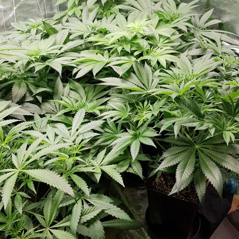 Mix growlog timeline photo