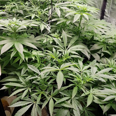 Mix growlog timeline photo