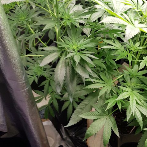 Mix growlog timeline photo