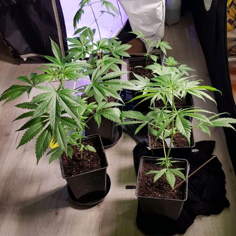 Mix growlog timeline photo