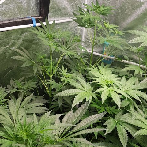 Mix growlog timeline photo