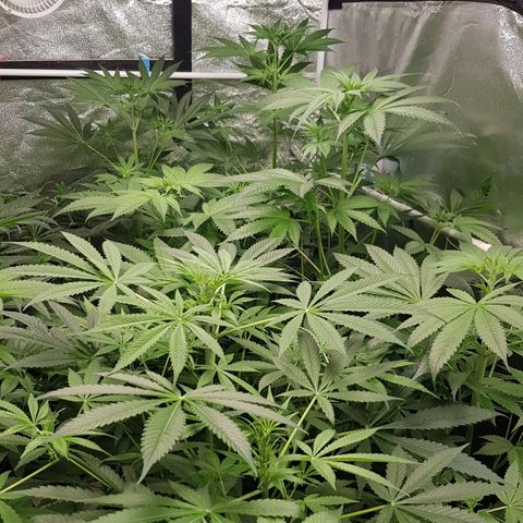 Mix growlog timeline photo