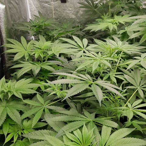 Mix growlog timeline photo