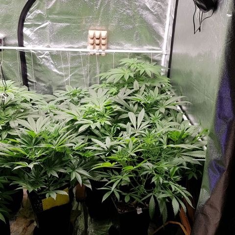 Mix growlog timeline photo