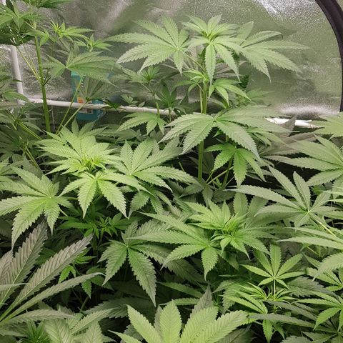 Mix growlog timeline photo