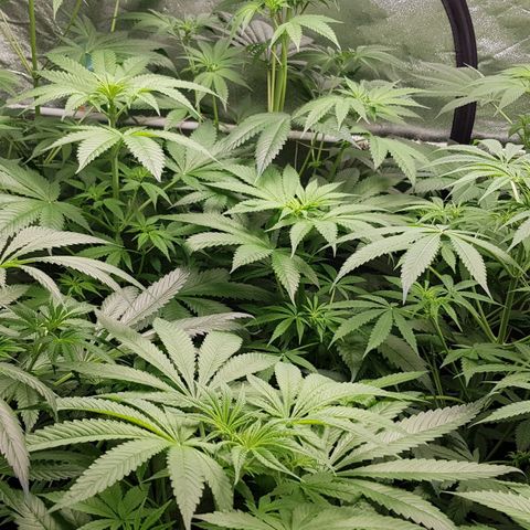 Mix growlog timeline photo