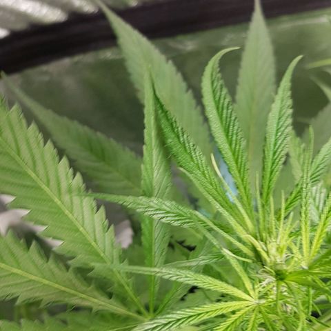Mix growlog timeline photo