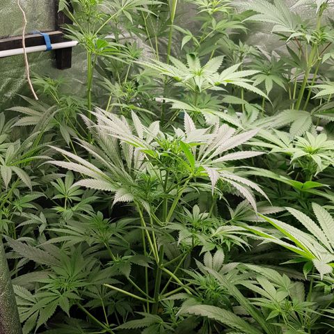Mix growlog timeline photo