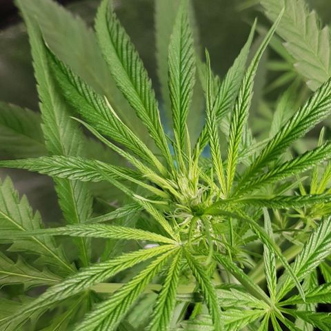 Mix growlog timeline photo