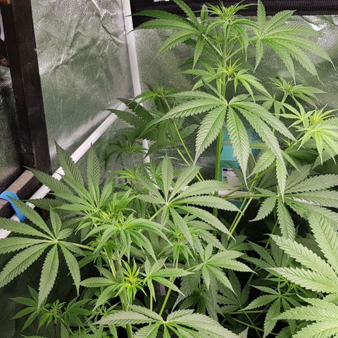 Mix growlog timeline photo