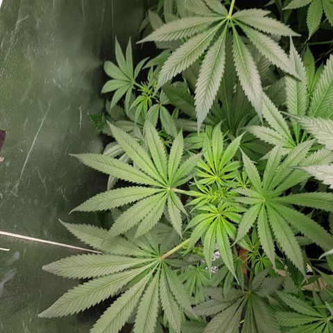 Mix growlog timeline photo