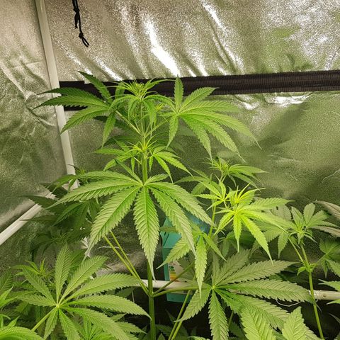 Mix growlog timeline photo