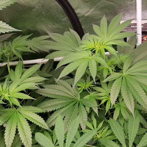 Mix growlog timeline photo