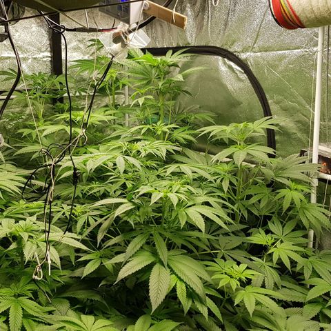Mix growlog timeline photo