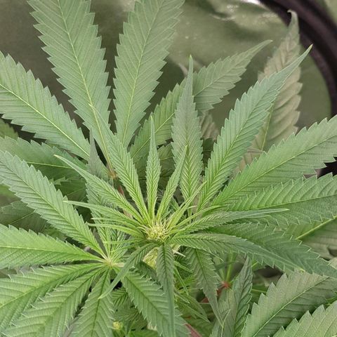 Mix growlog timeline photo