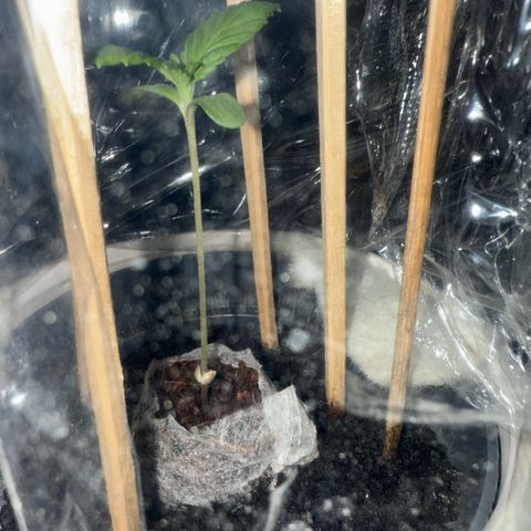 Purple haze  growlog timeline photo