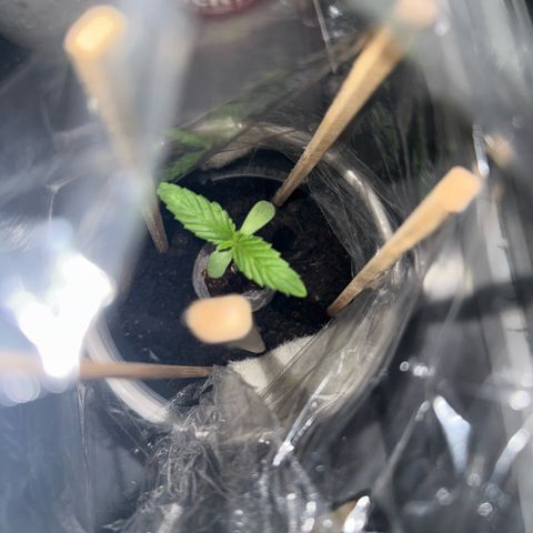 Purple haze  growlog timeline photo