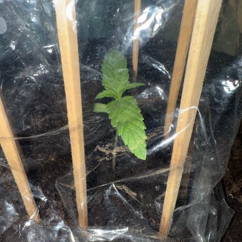 Purple haze  growlog timeline photo